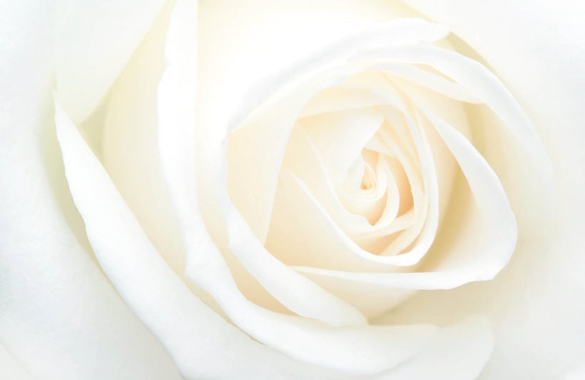 white rose wallpaper